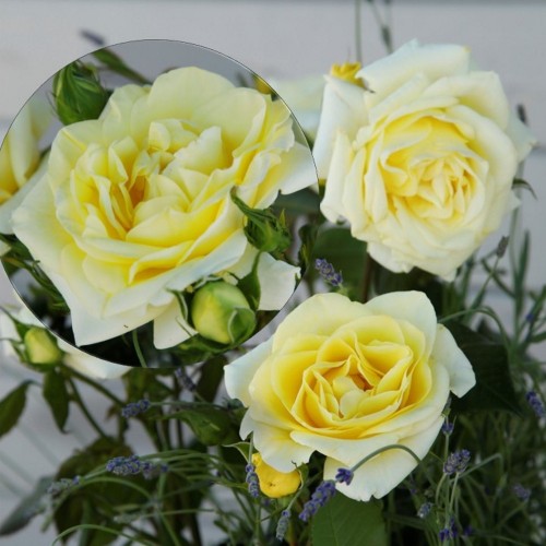 Rosa 'Limona' - Roos 'Limona' C4/4L